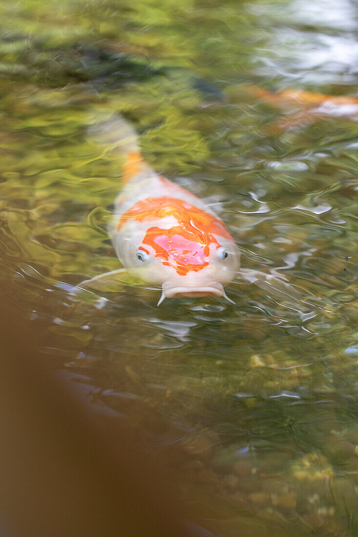 Fish in the pond