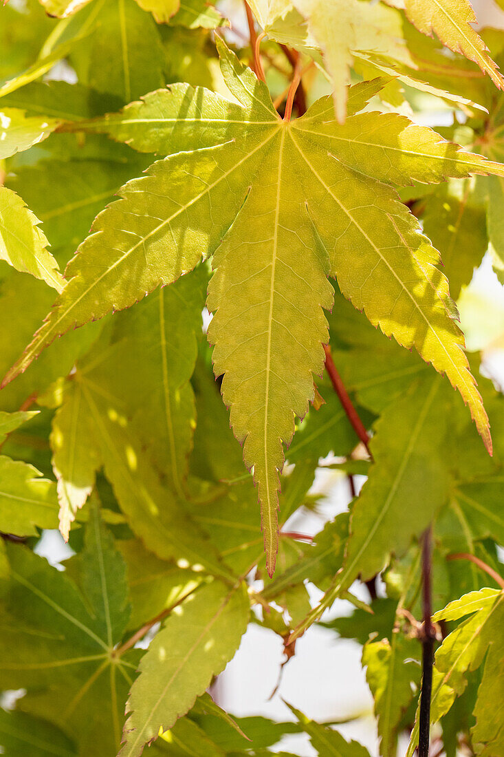 Acer palmatum 'Sangokaku'