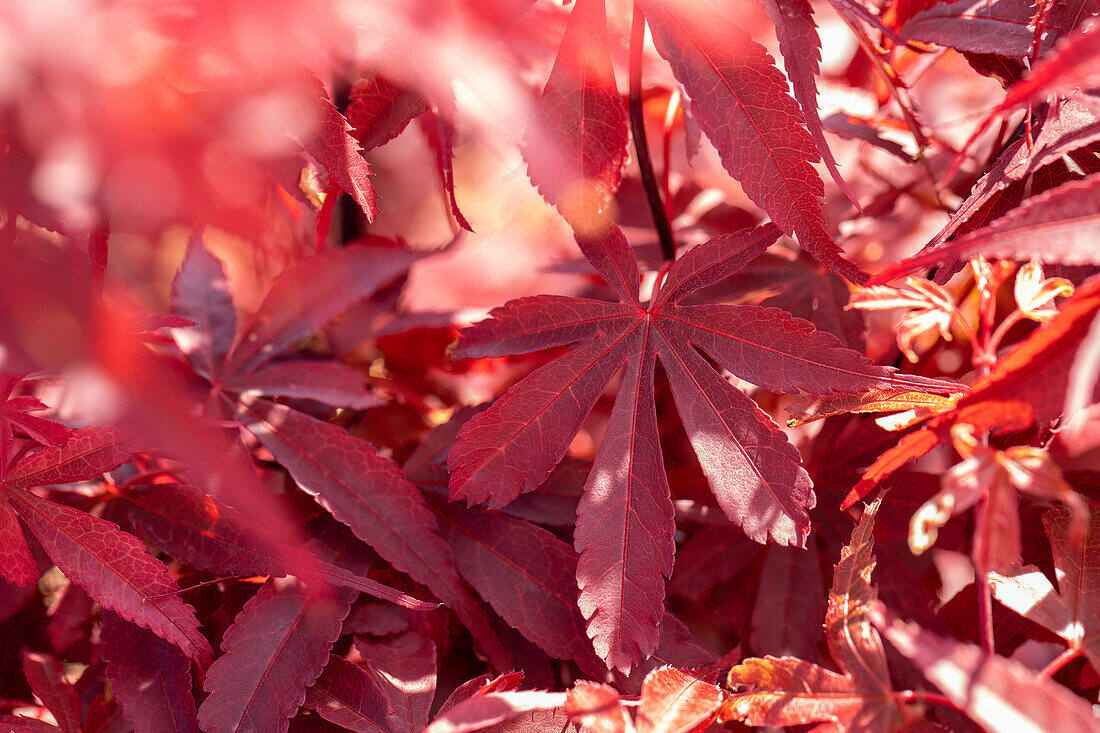 Acer palmatum 'Skeeter´s Broom'