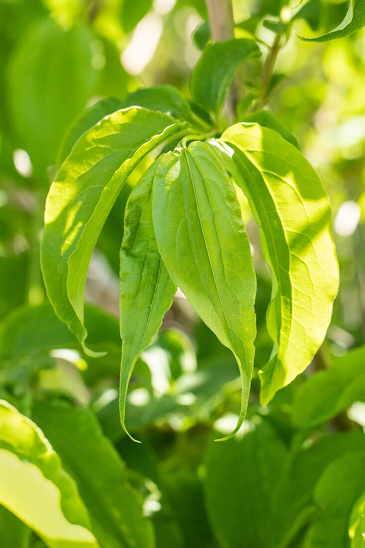 Heptacodium miconioides