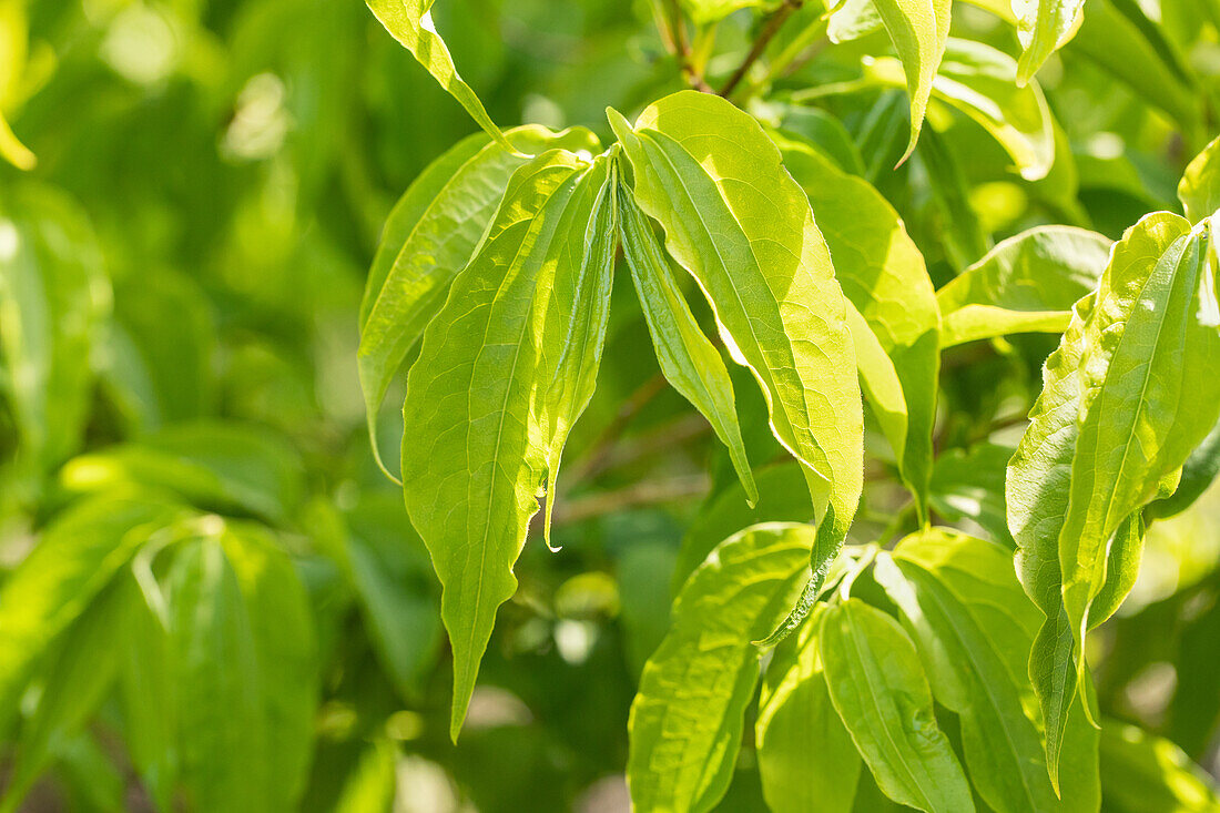 Heptacodium miconioides