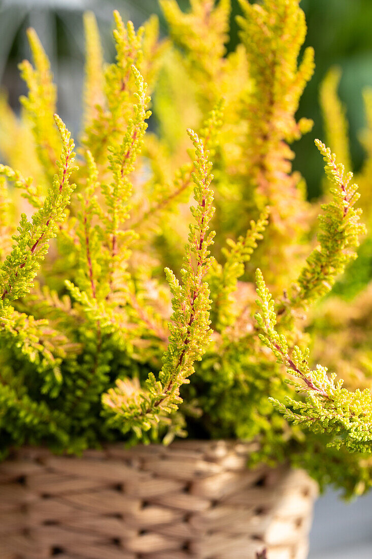 Calluna 'Beauty Ladies'®