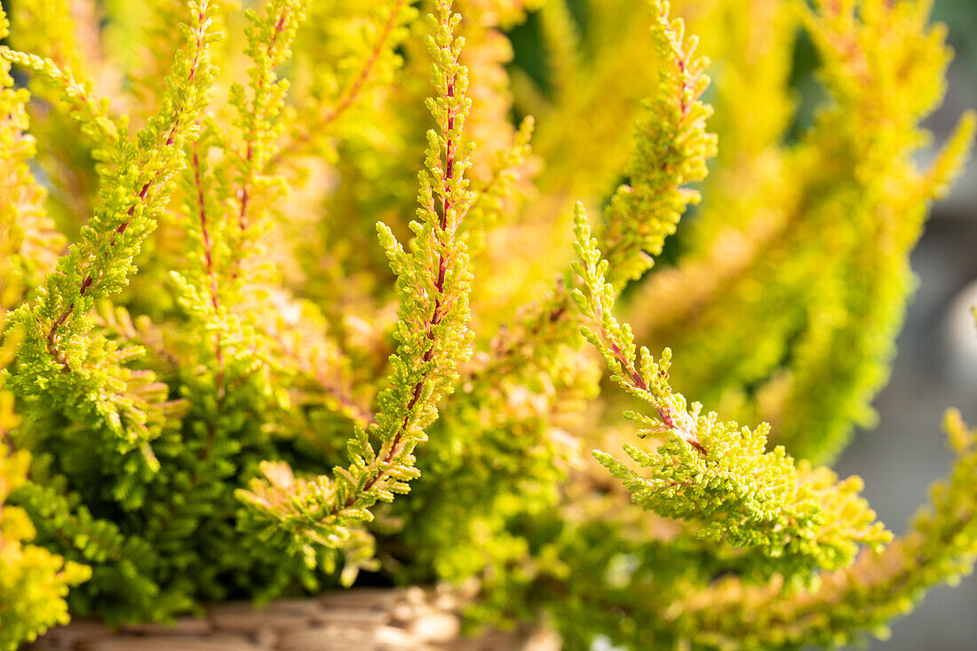 Calluna 'Beauty Ladies'®