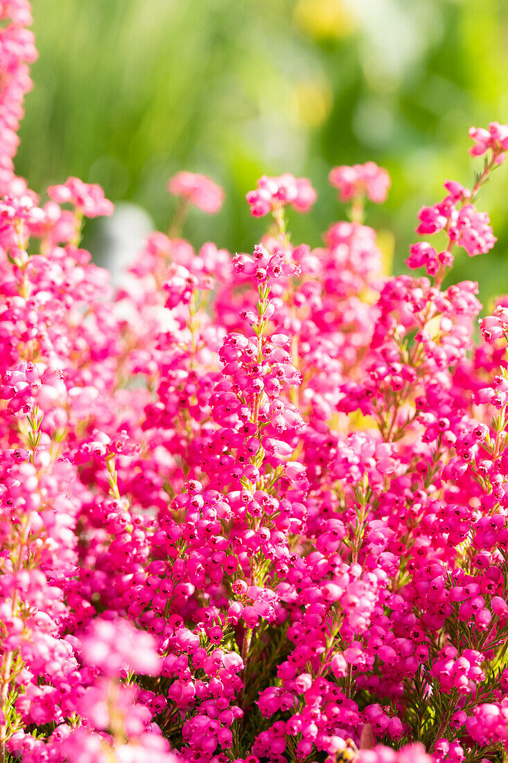 Erica gracilis, red