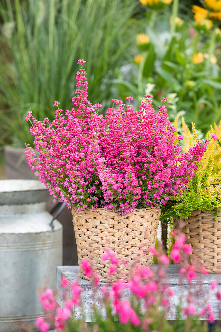 Erica gracilis, rot