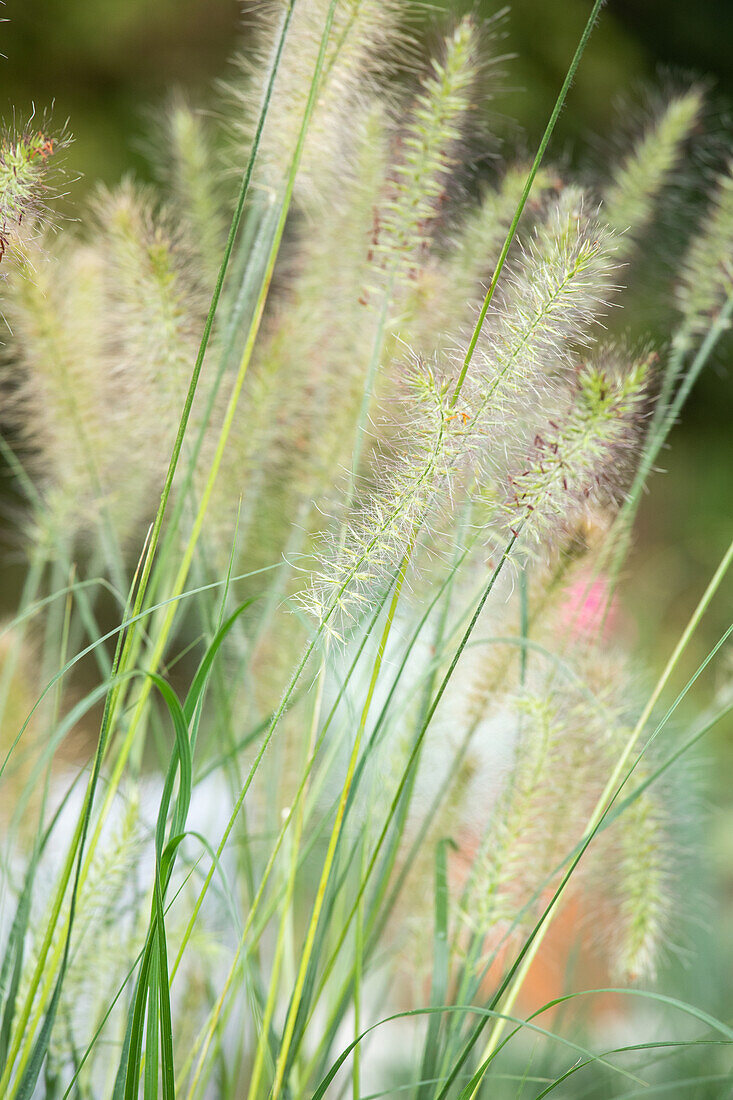 Pennisetum alopecuroides 'Hameln'