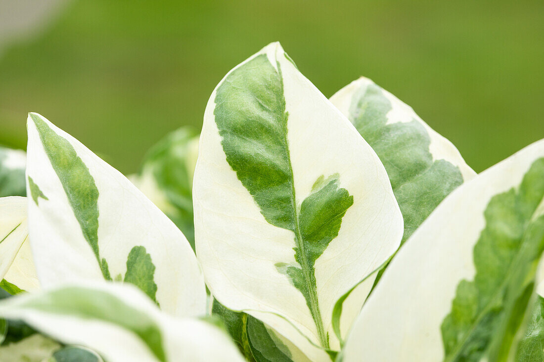 Epipremnum pinnatum 'N´Joy'