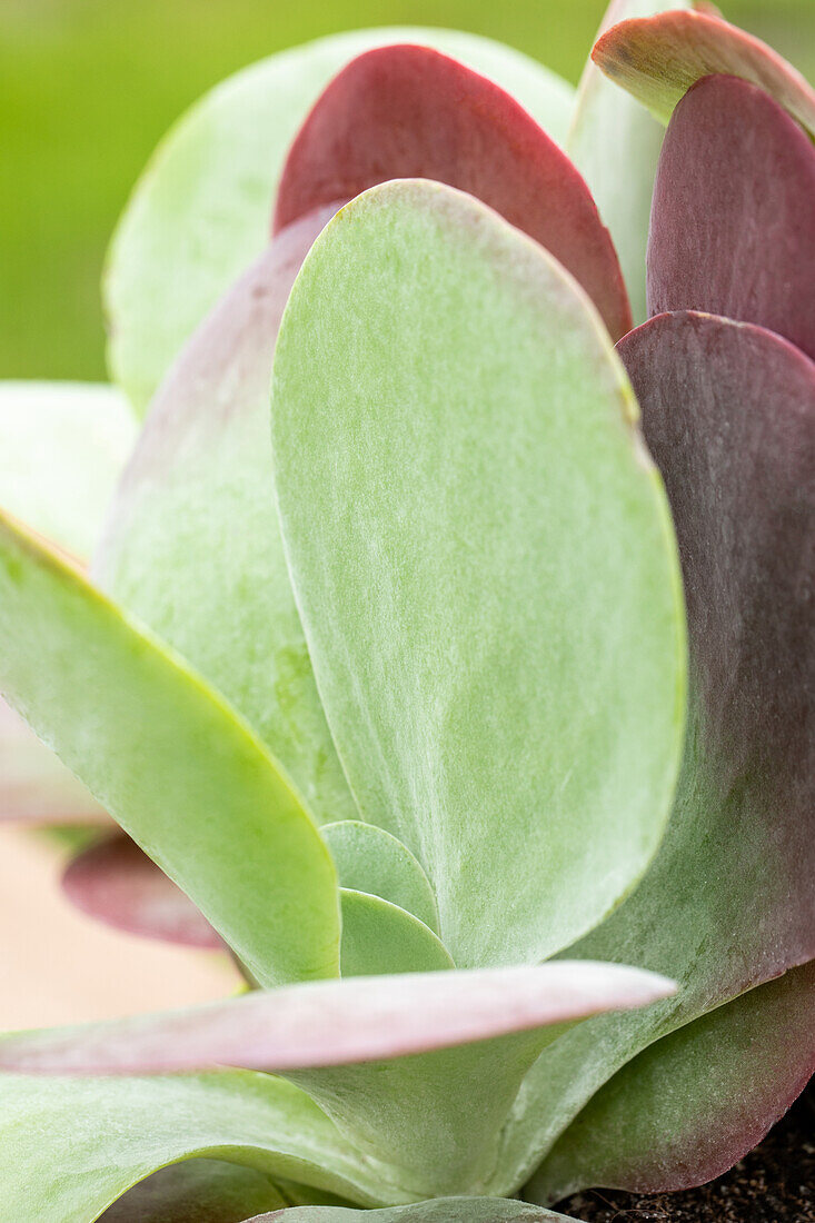 Kalanchoe thyrsiflora