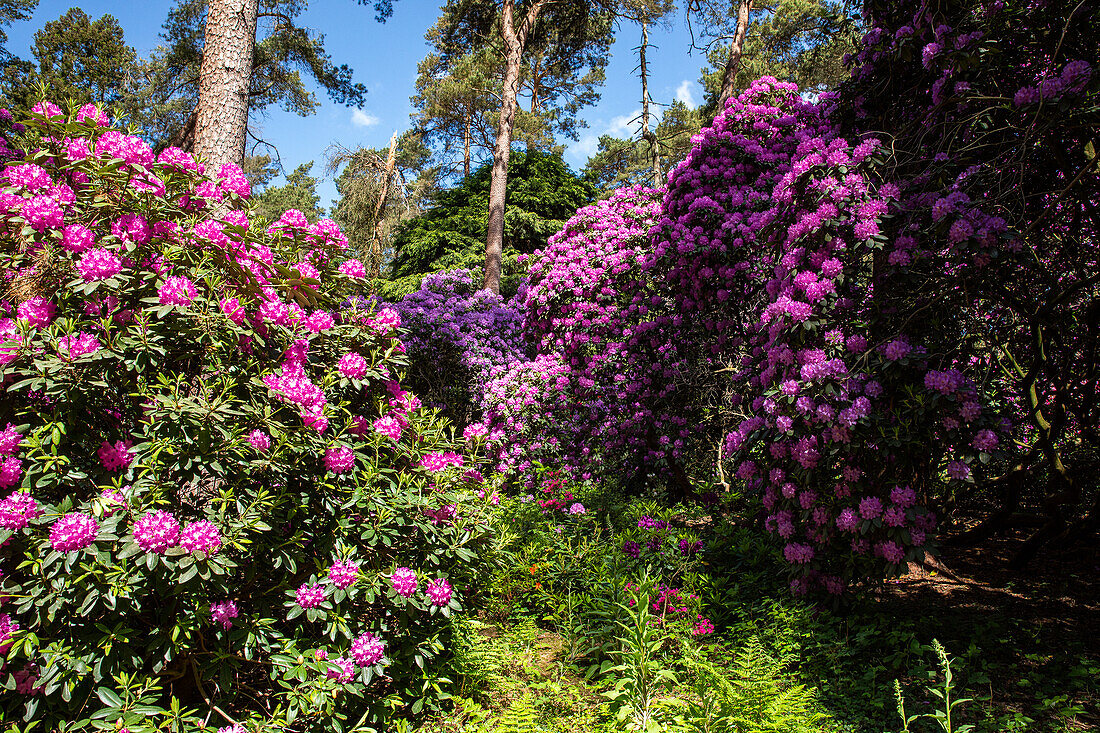 Rhododendron park