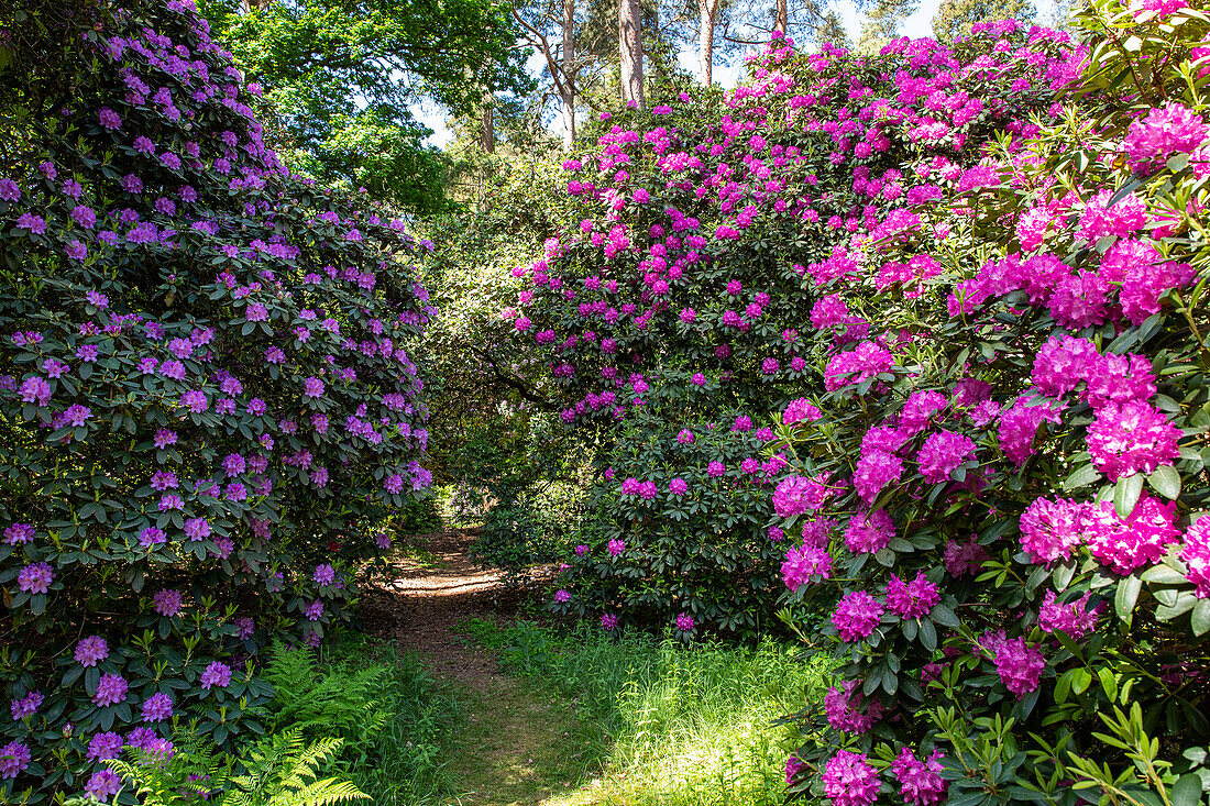 Path in the rhododendron park