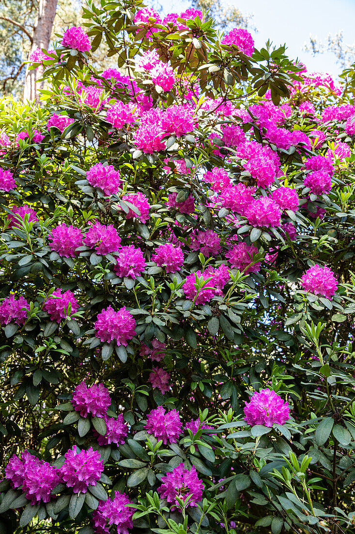 Rhododendron, magenta