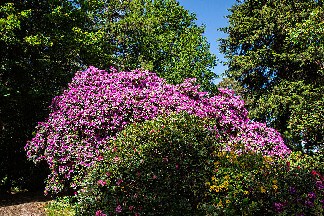 Rhododendron-Park