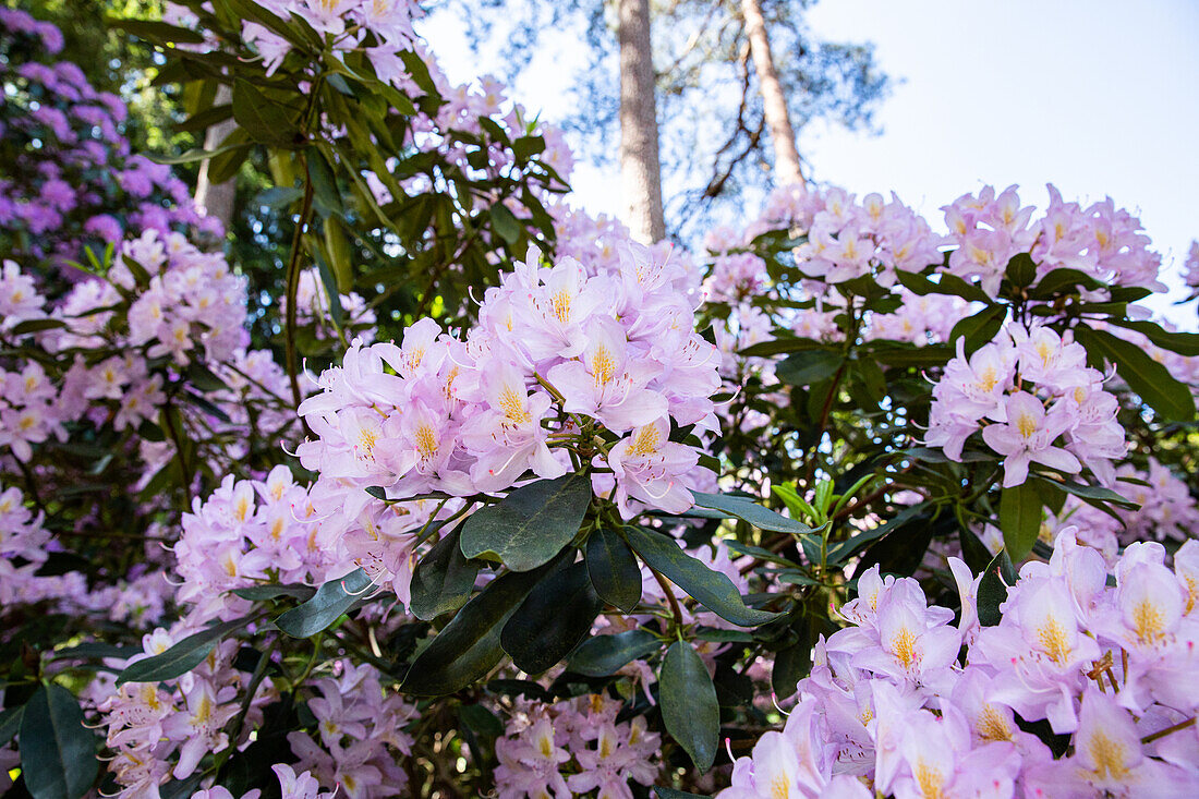 Rhododendron, lila