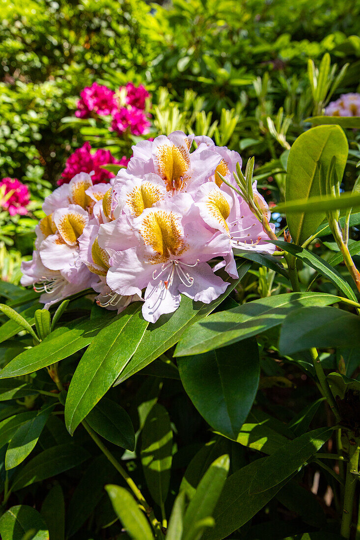 Rhododendron, two-coloured