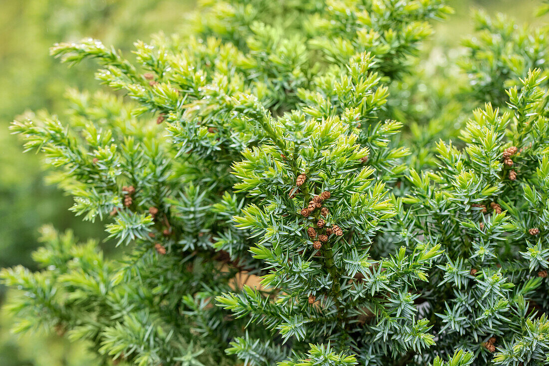 Juniperus chinensis 'Blue Alps'