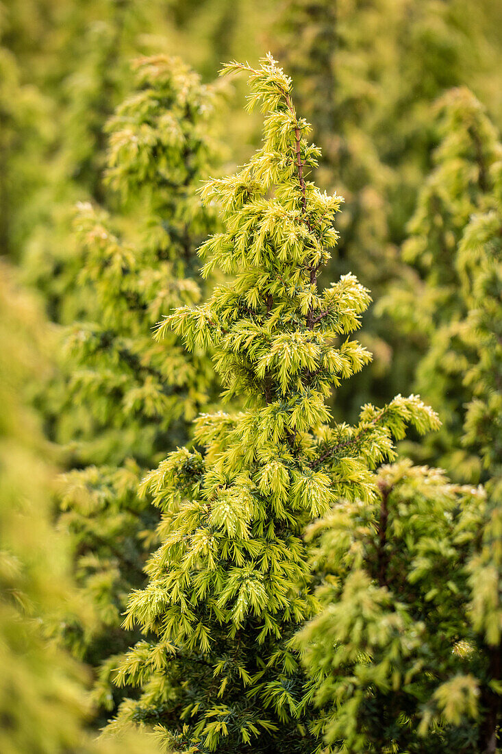 Juniperus communis 'Schneverdinger Gold Machangel'