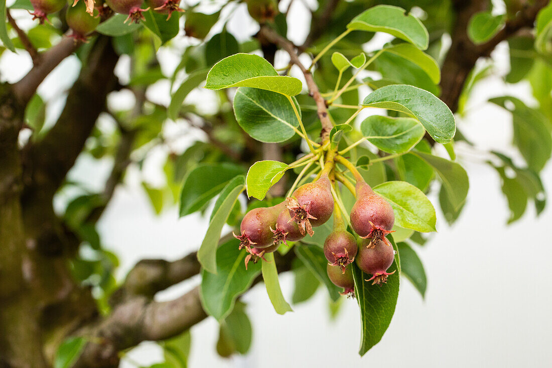 Pear - fruit formation