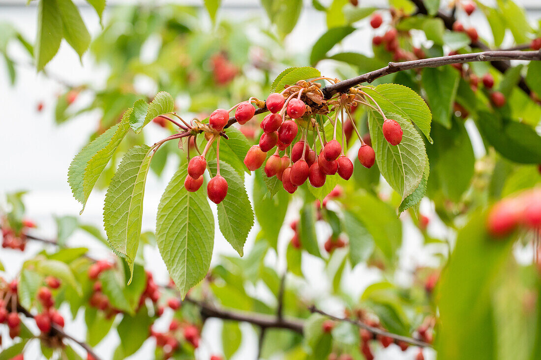 Prunus avium