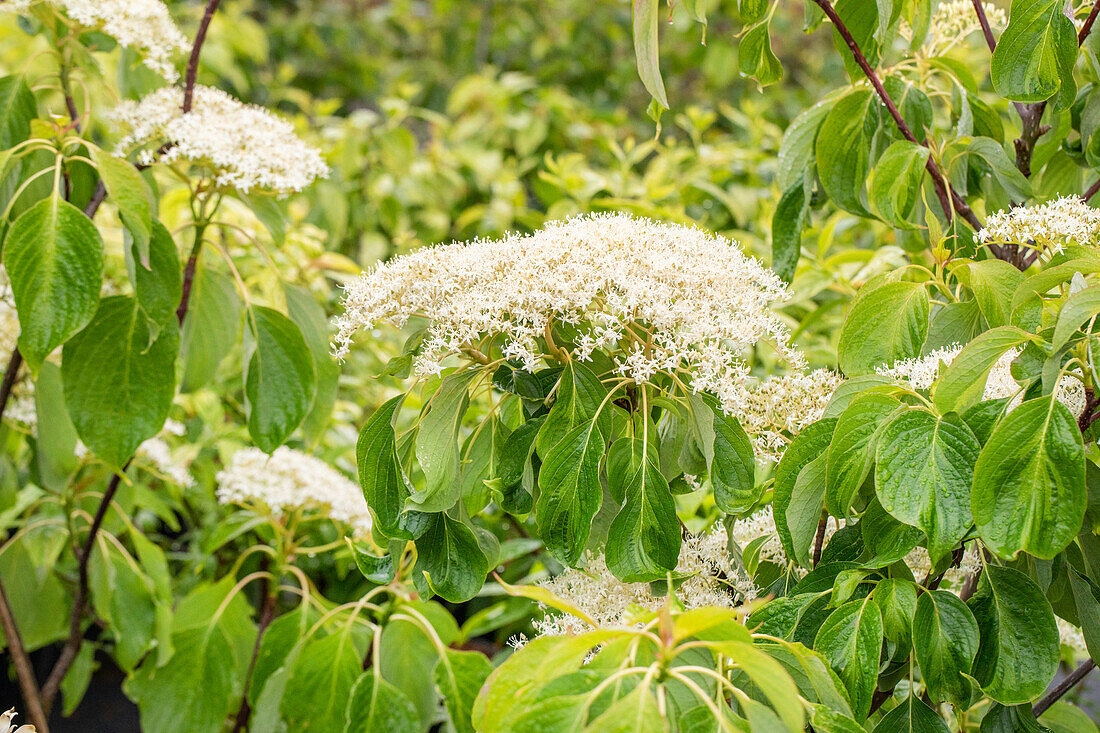 Cornus controversa 'Lucia'