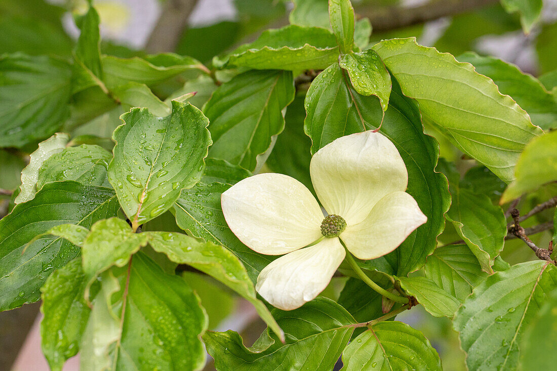 Cornus kousa