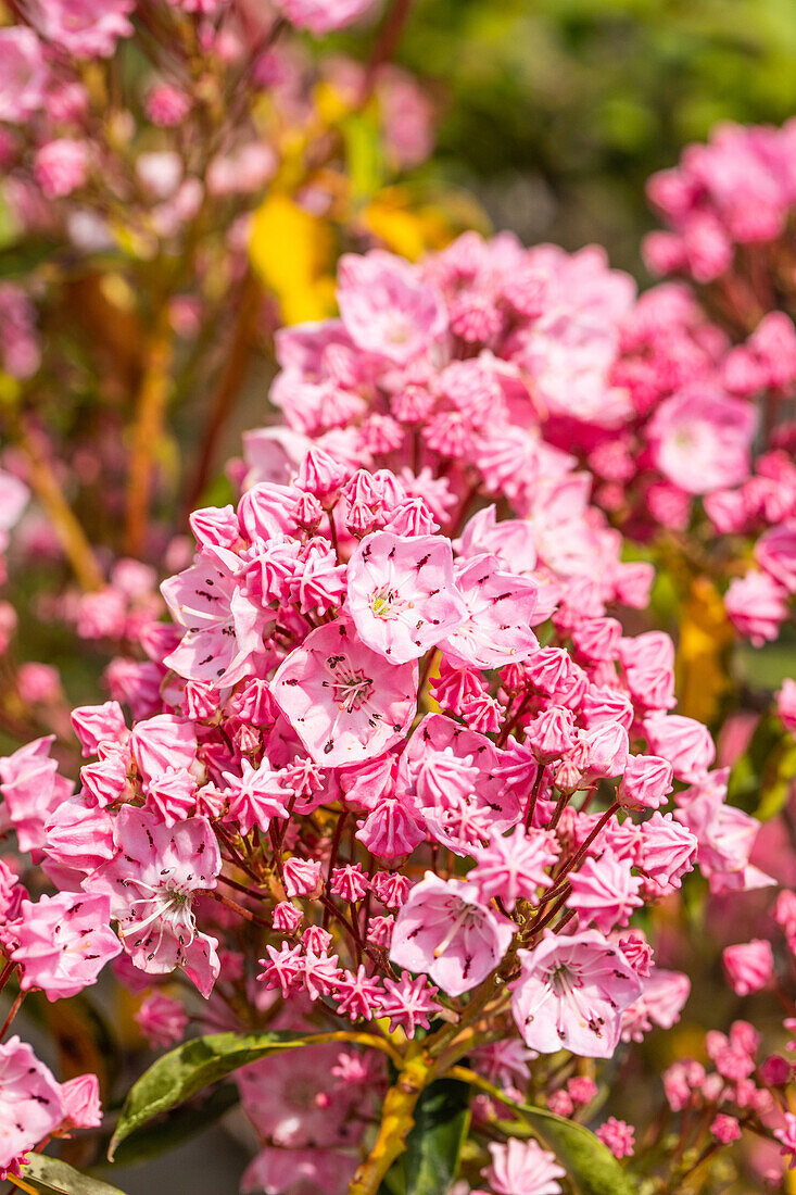 Kalmia latifolia