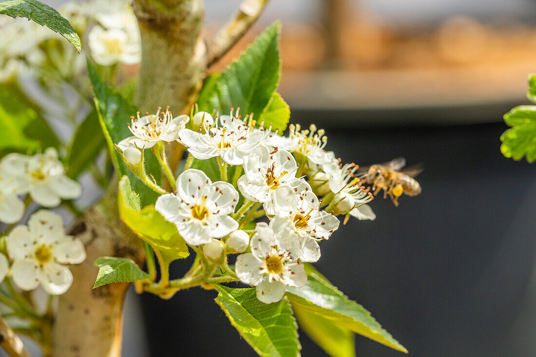 Crataegus lavallei 'Carrierei'