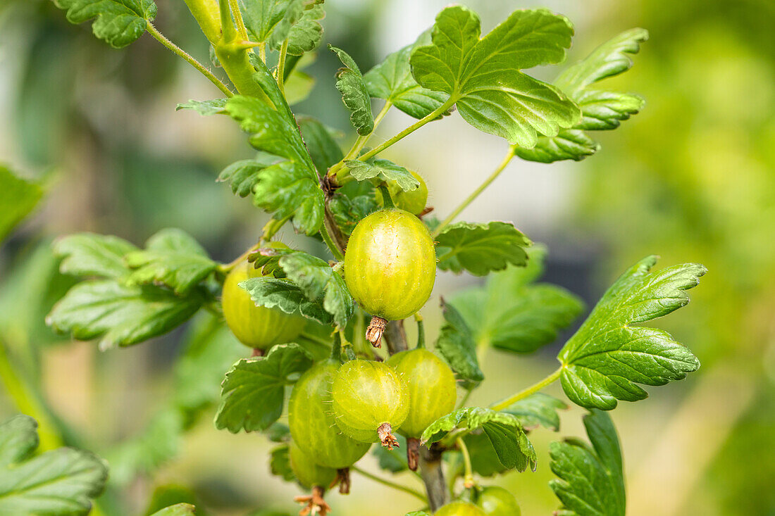 Ribes uva-crispa 'Hinnonmäki', grün
