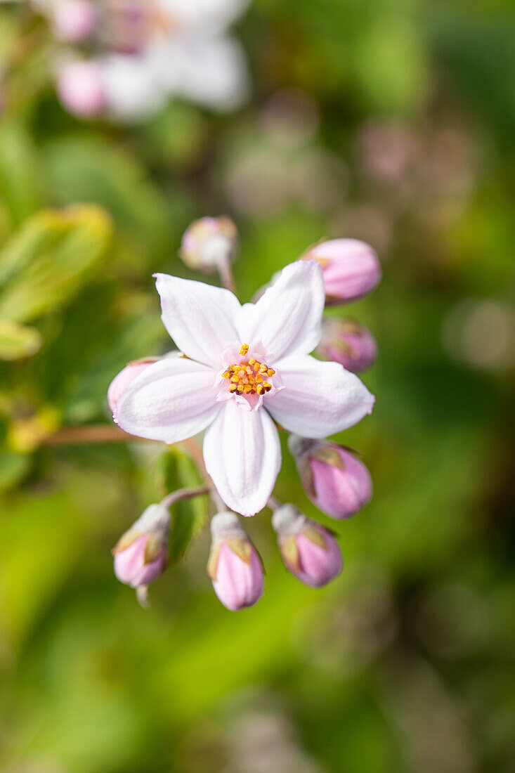 Deutzia x hybrida 'Mont Rose'