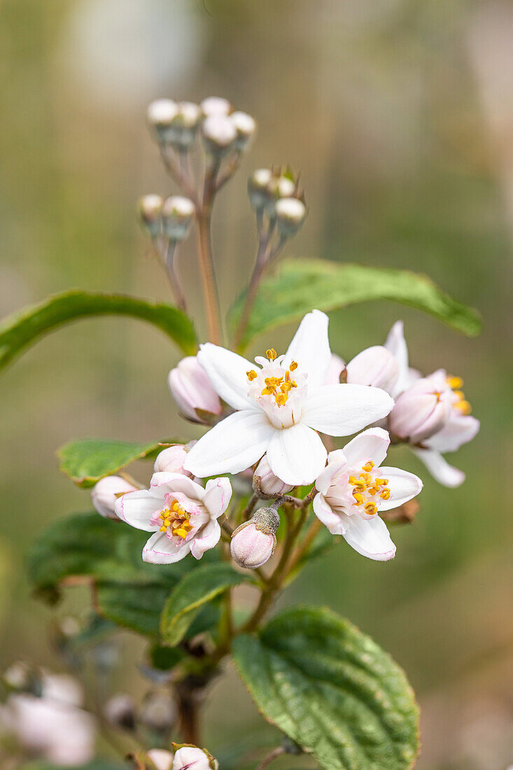 Deutzia x hybrida 'Mont Rose'