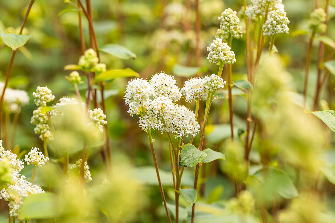 Ceanothus americanus