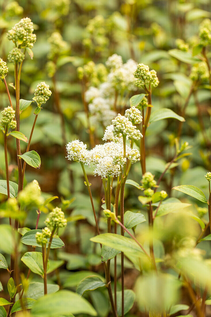 Ceanothus americanus