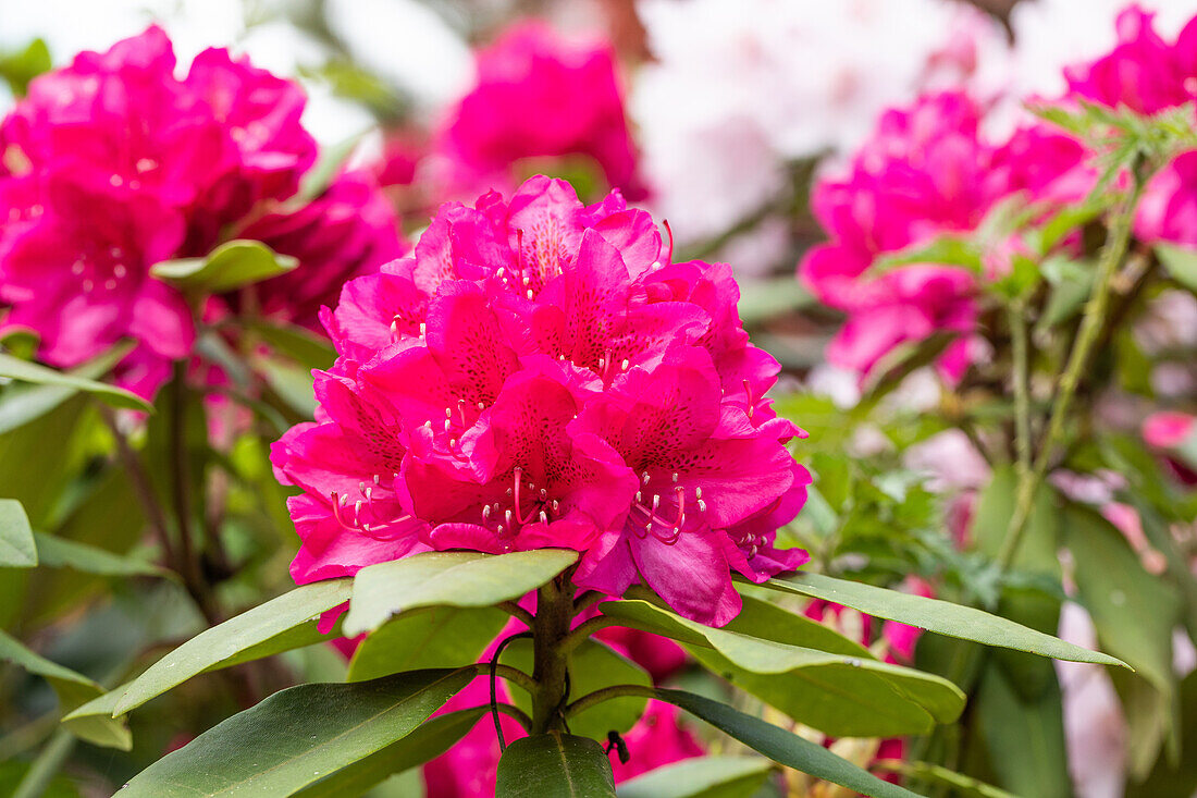 Rhododendron 'Nova Zembla'