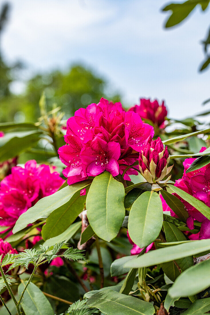 Rhododendron 'Nova Zembla'