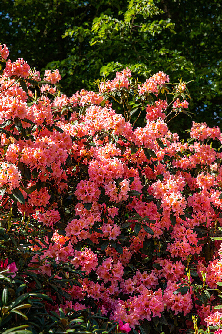 Rhododendron, salmon pink