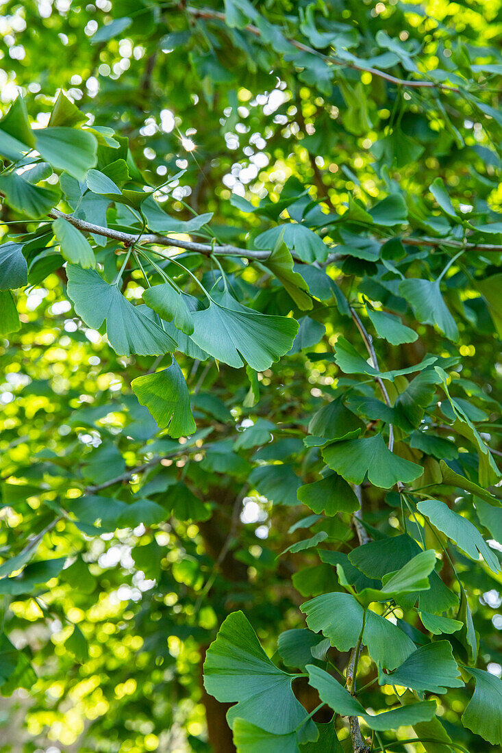 Ginkgo biloba