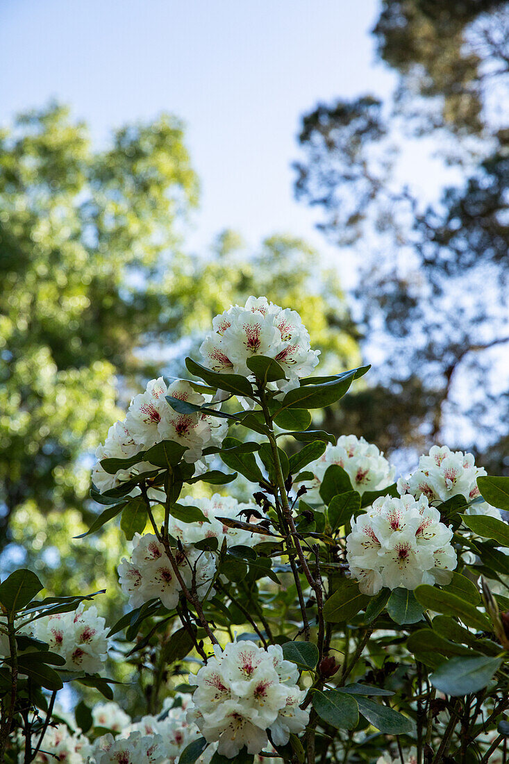 Rhododendron 'Breslau'