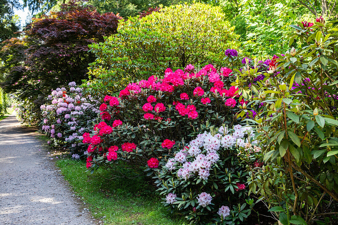 Rhododendronbeet im Park