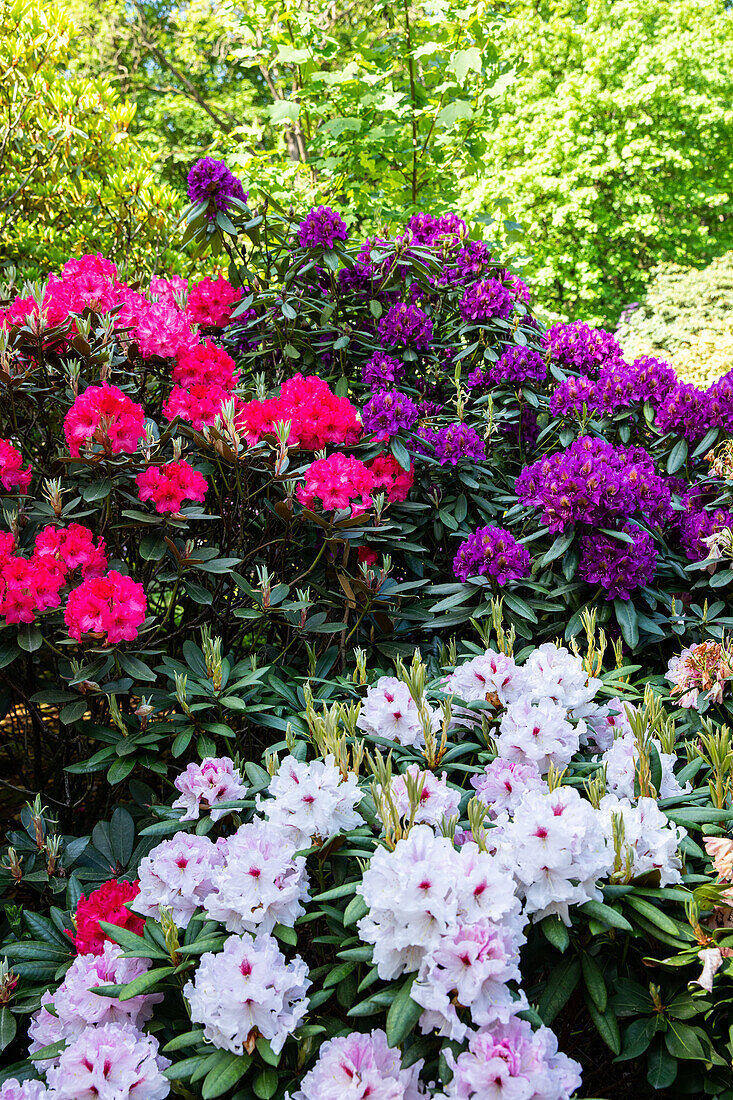 Rhododendron Hybride (großblumig)