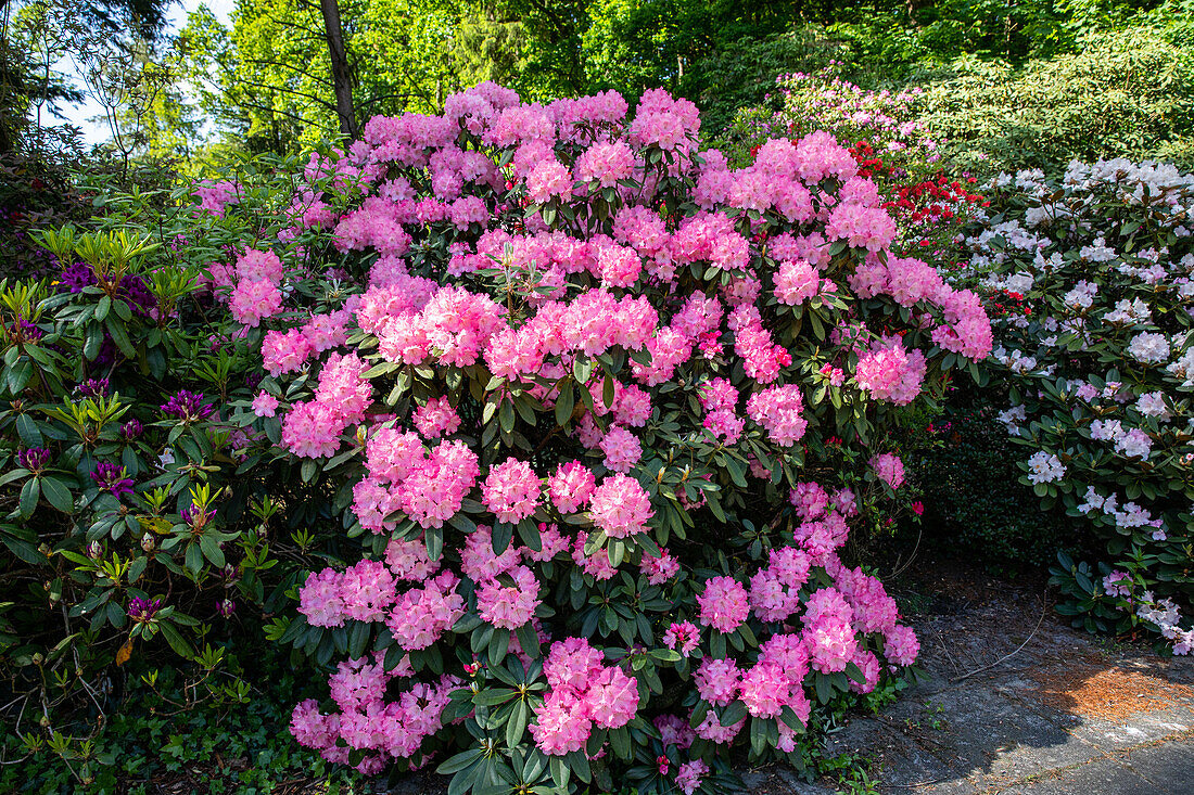 Rhododendron, rosa