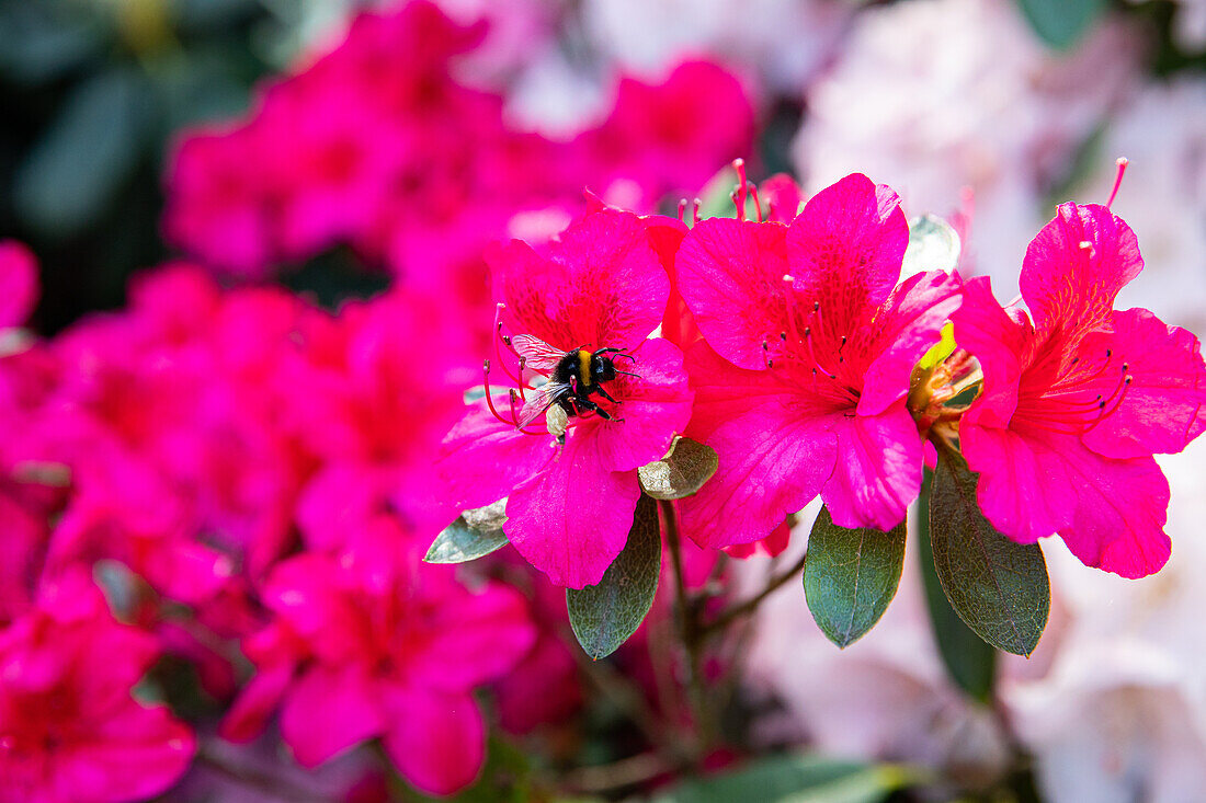 Rhododendron