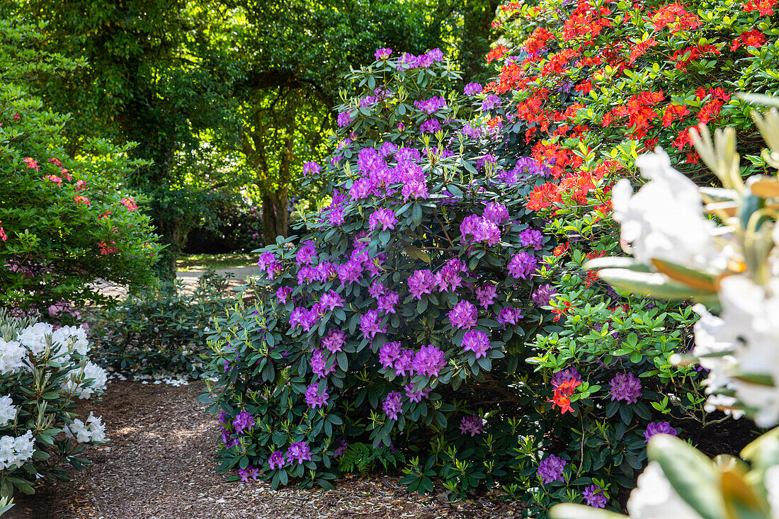 Weg im Rhododendronpark