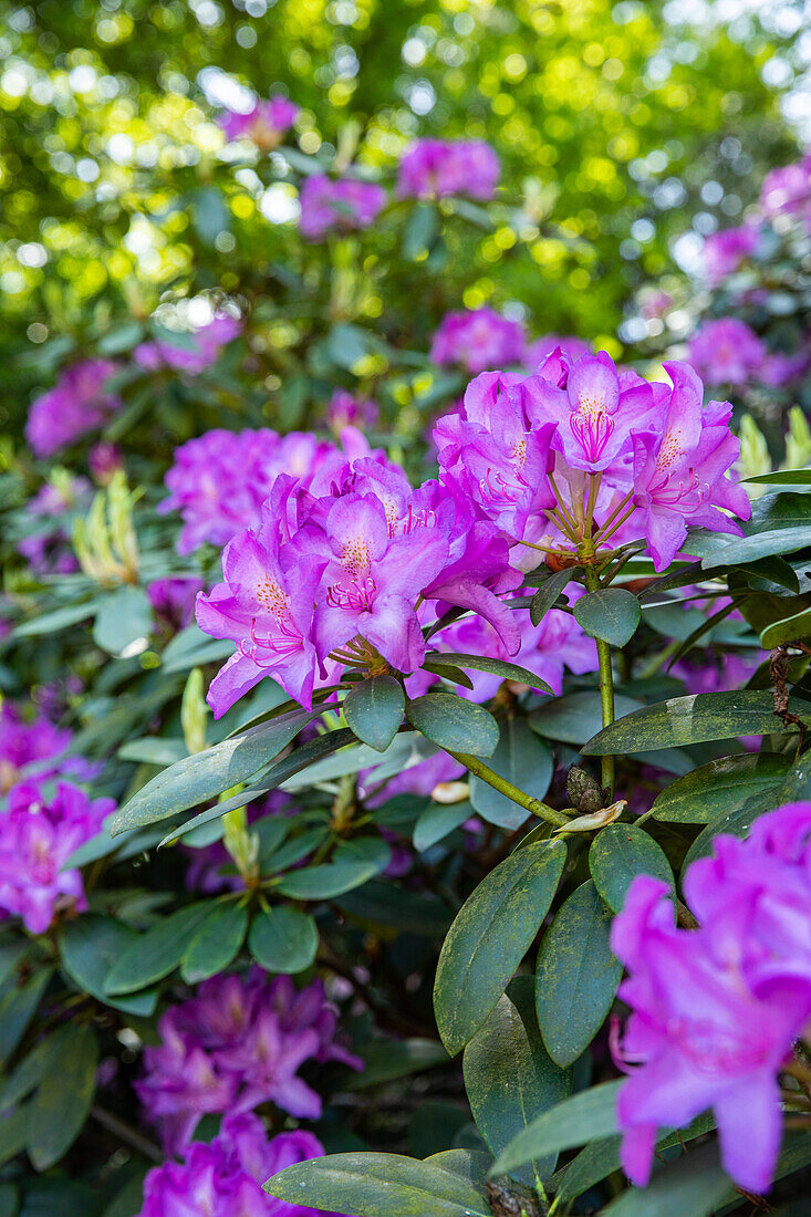 Rhododendron, purple