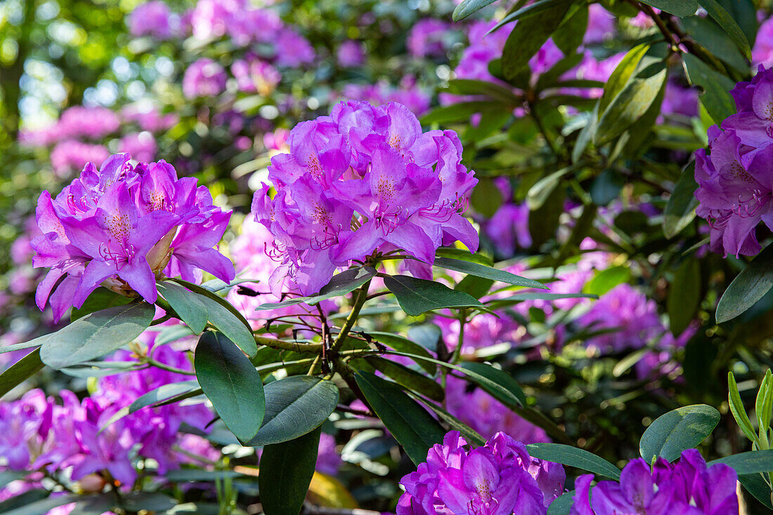 Rhododendron, purple