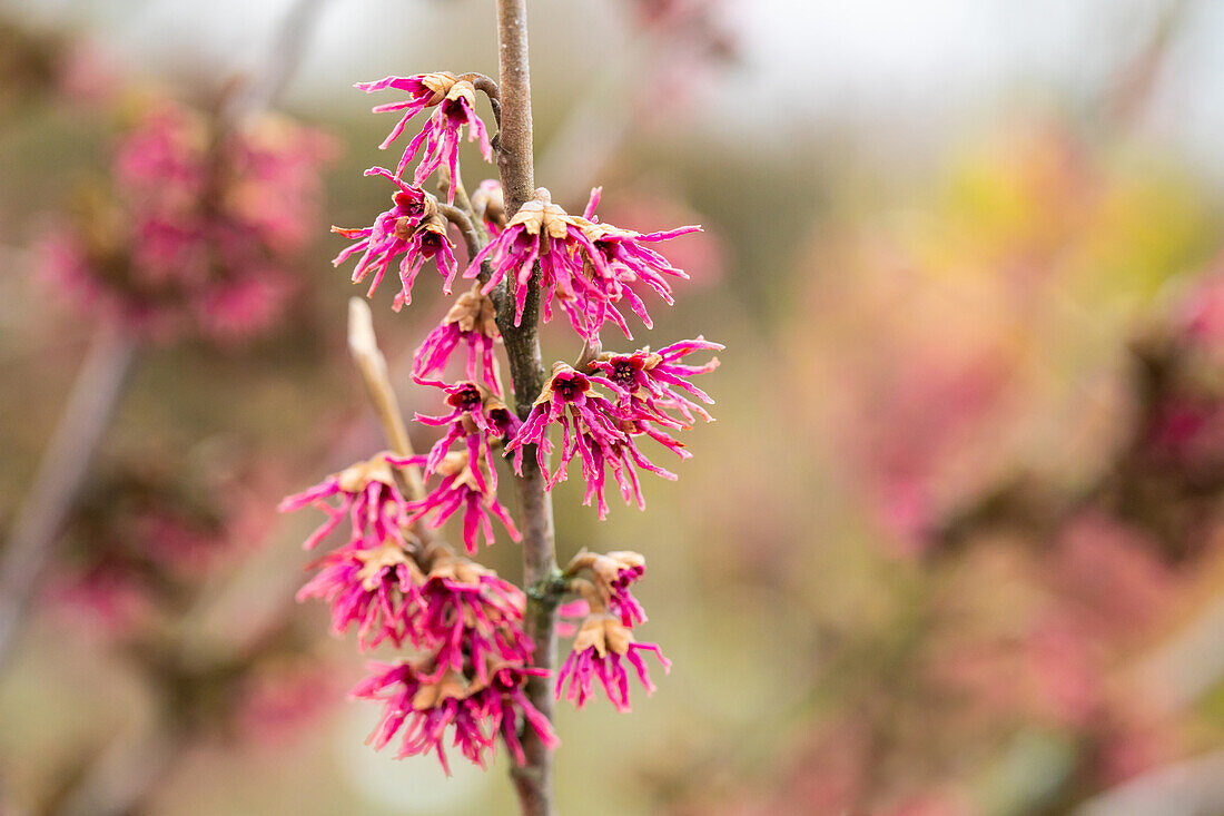 Hamamelis vernalis 'Amethyst'