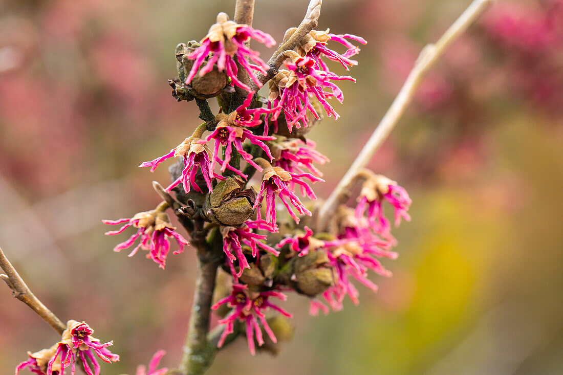 Hamamelis vernalis 'Amethyst'