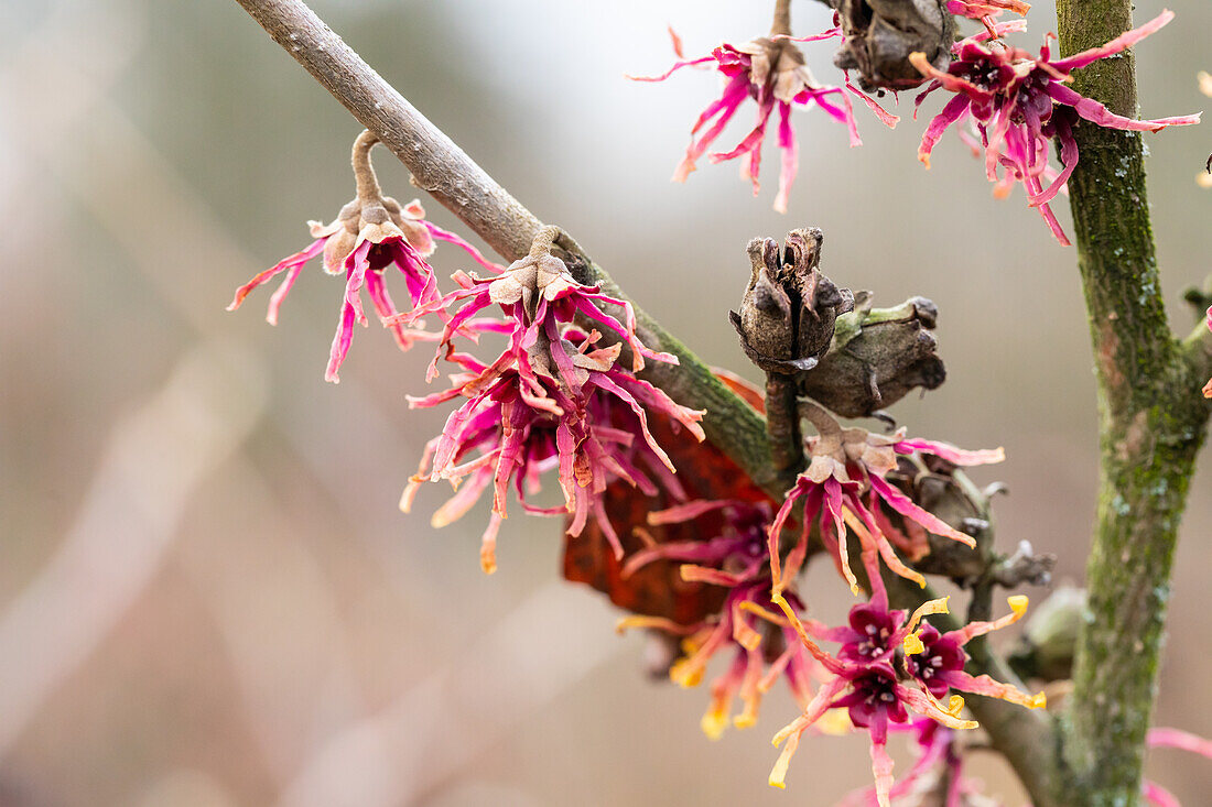 Hamamelis vernalis 'Washington Park'