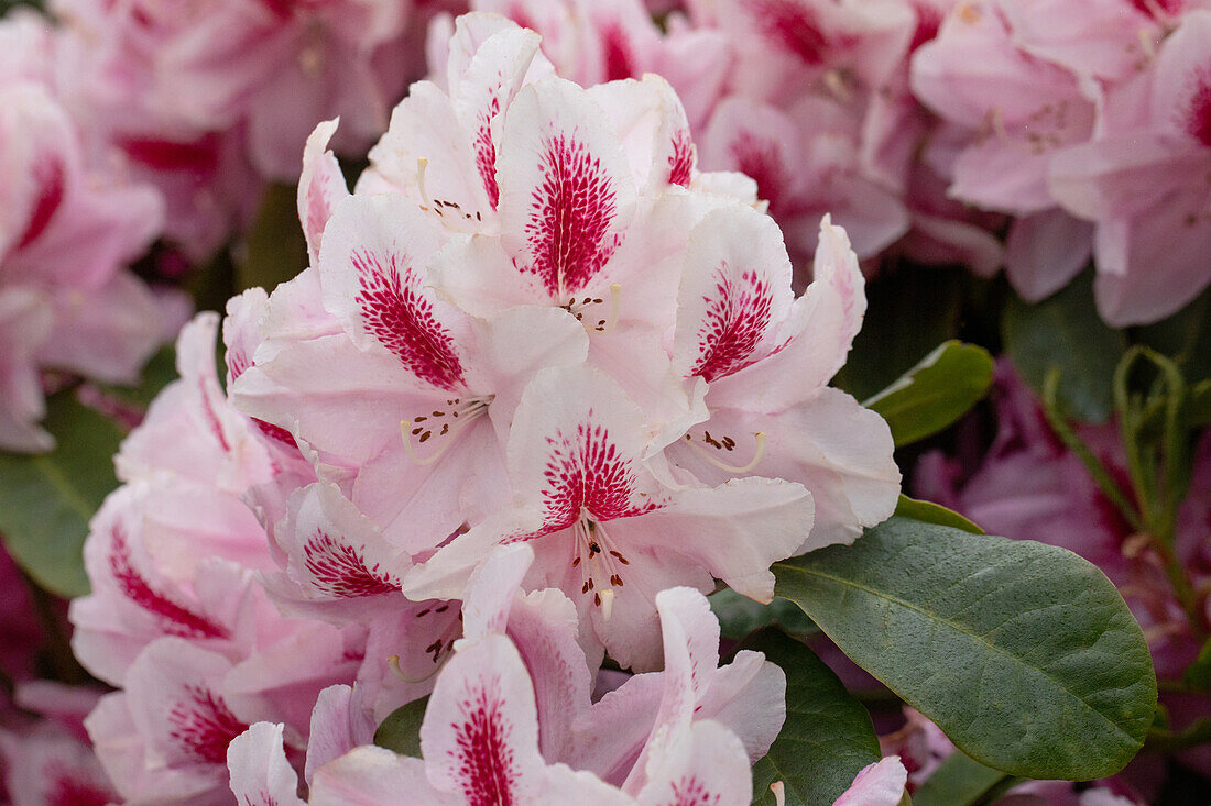 Rhododendron 'Furnivall's Daughter'