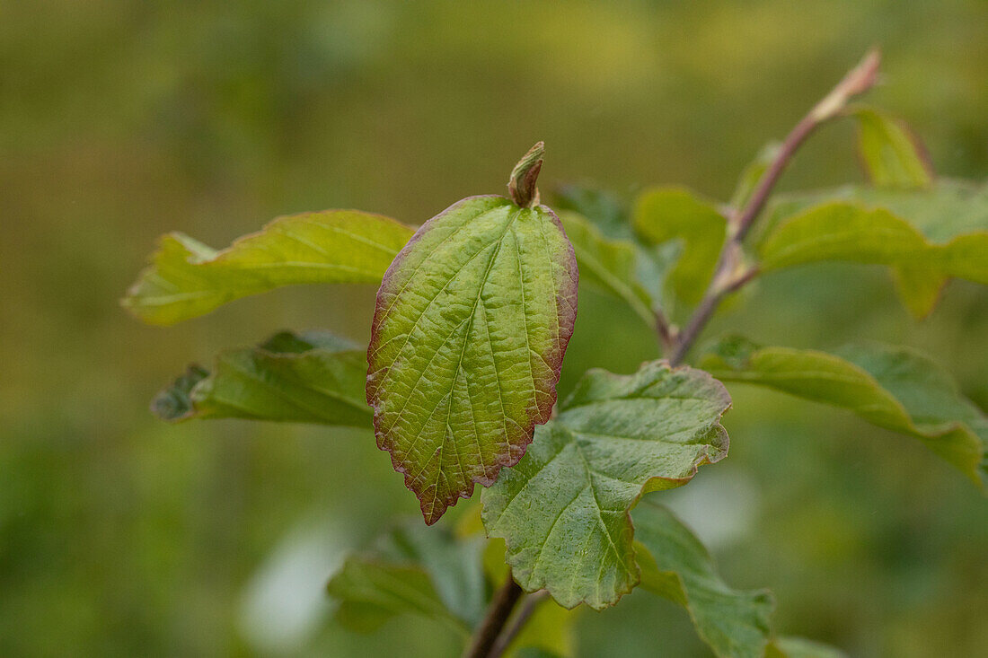 Parrotia persica 'Vanessa'