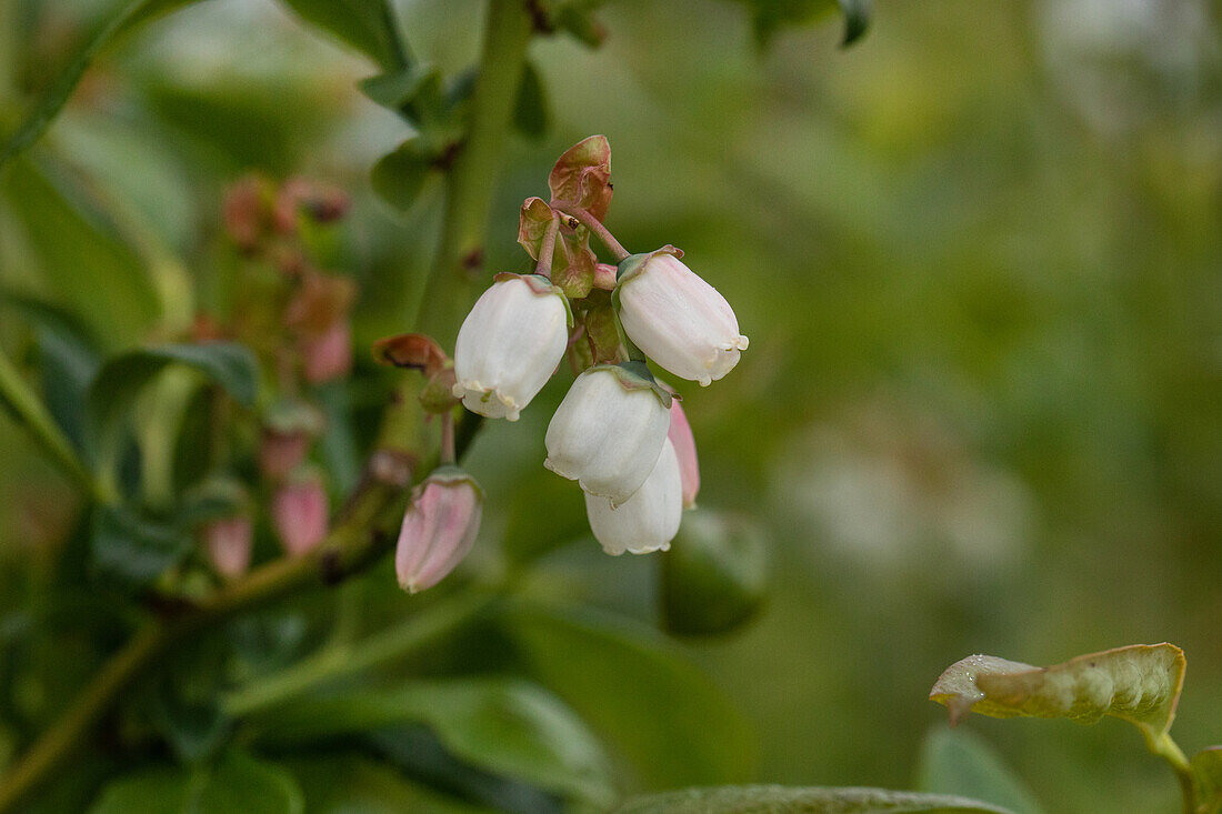 Vaccinium corymbosum 'Nelson'