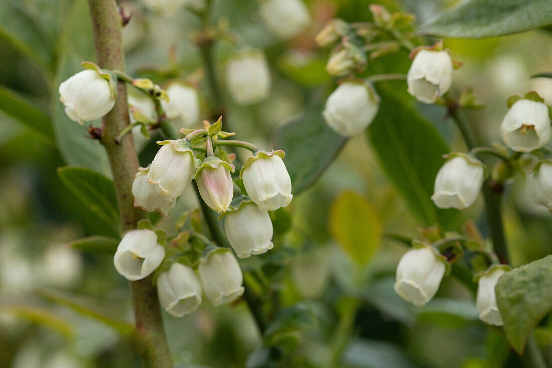 Vaccinium corymbosum 'Bluegold'